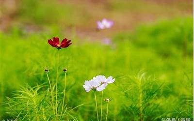 今日头条广告平台推荐（今日头条广告平台）