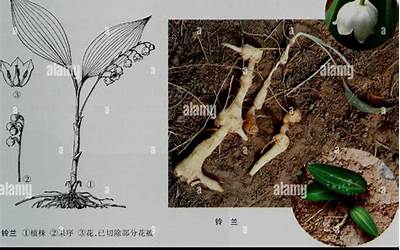 精品紫竹笛（紫竹笛子价格）  第1张