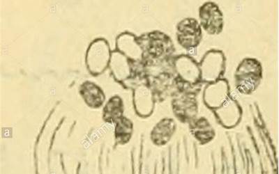 小学三年级数学知识点手抄报（小学三年级数学知识点）  第1张