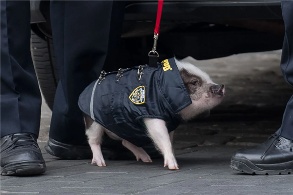 为什么有警犬 却没有警猪？因为太能吃吗？  第6张