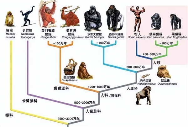 人类胃酸的酸度接近食腐动物！进化史上到底发生了什么？  第4张