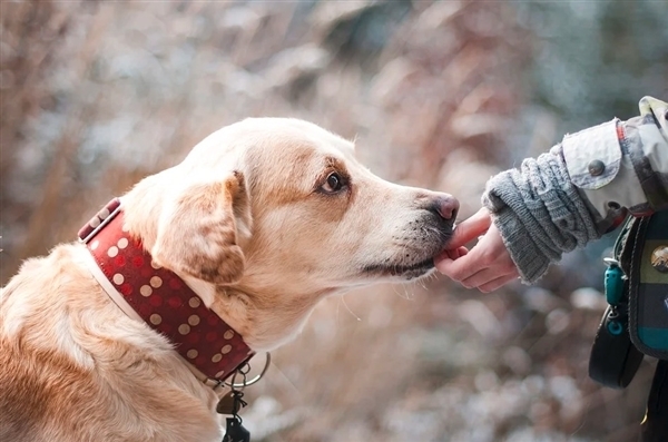 狂犬病潜伏期长达十几年是谣言！千万别信：99%在1年内发作  第2张