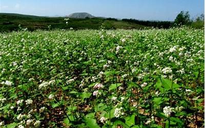 苹果手机被偷对方关机,苹果手机失窃，对方强制关机  第1张