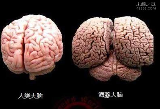 大脑中的秘密：蘑菇导航内存卡究竟在哪里？  第3张