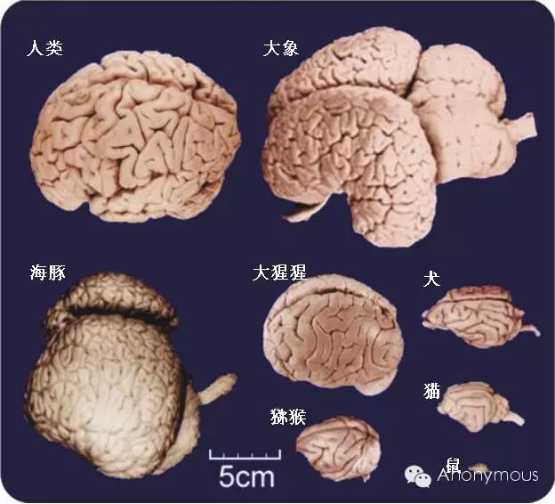 大脑中的秘密：蘑菇导航内存卡究竟在哪里？  第4张