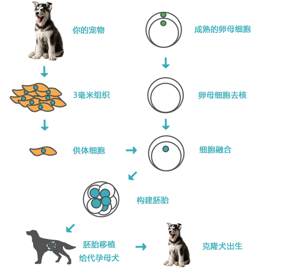 剖腹取卵植入胚胎 用16只猫克隆1只去世的猫：太黑暗了  第3张