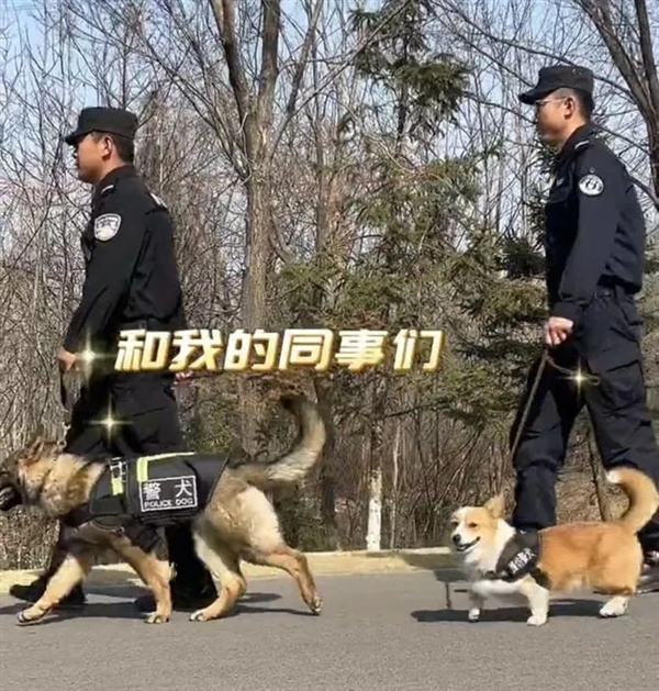 首个柯基警犬福仔亮相 出门得背着！它是怎么混上编制的  第4张