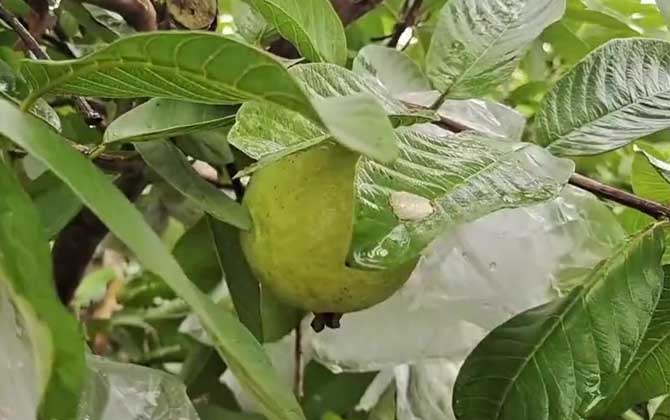 珍珠石榴是什么植物？  第2张