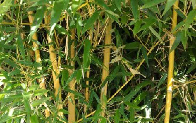 黄竹是什么植物？