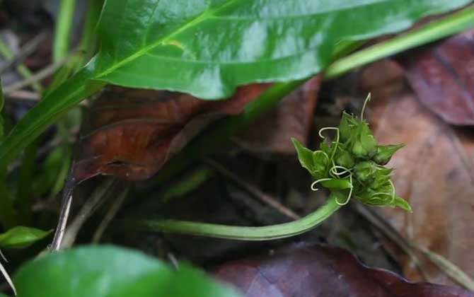 水田七是什么植物？  第2张