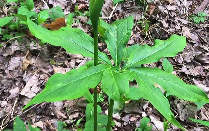 异叶天南星是什么植物？  第3张