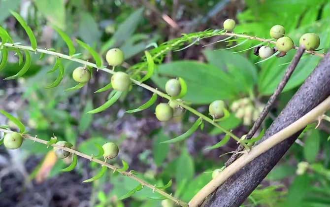 天冬是什么植物？  第1张