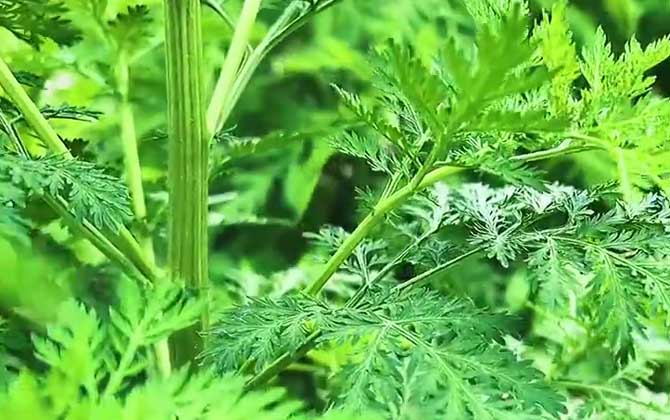 青蒿是什么植物？  第4张