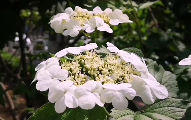 天目琼花是什么植物？  第1张