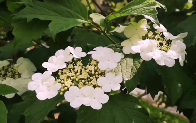 天目琼花是什么植物？  第2张