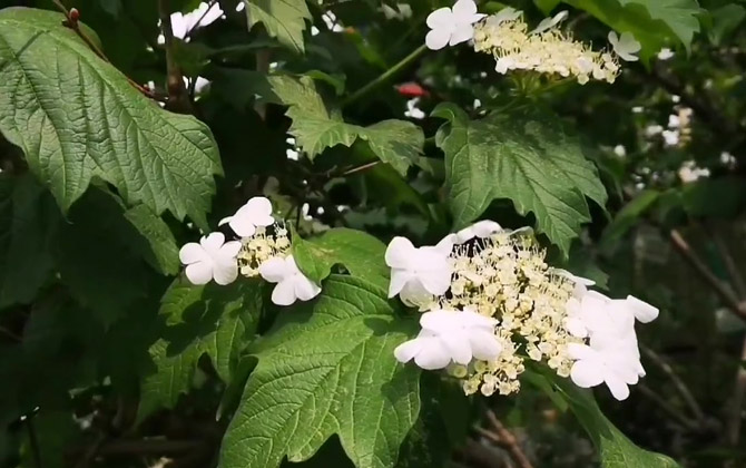 天目琼花是什么植物？  第4张