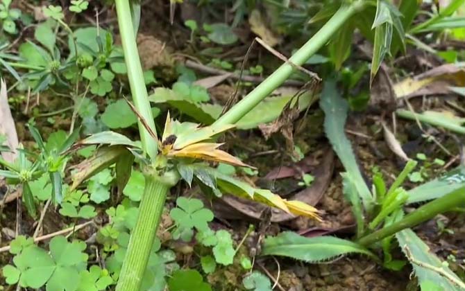 野芫荽是什么植物？  第4张