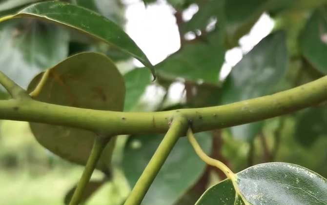 大叶樟是什么植物？  第3张