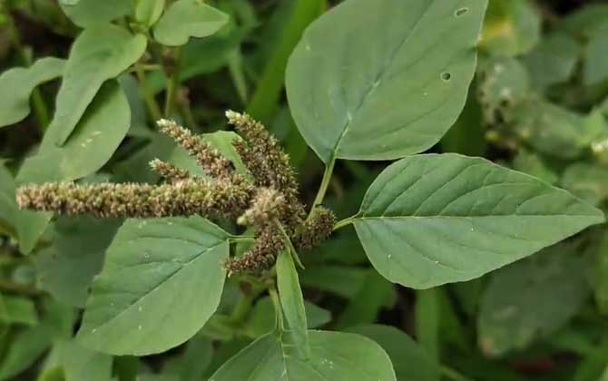 绿穗苋是什么植物？  第4张