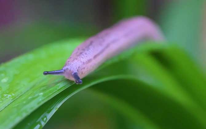 蛞蝓可以用手抓吗？  第3张