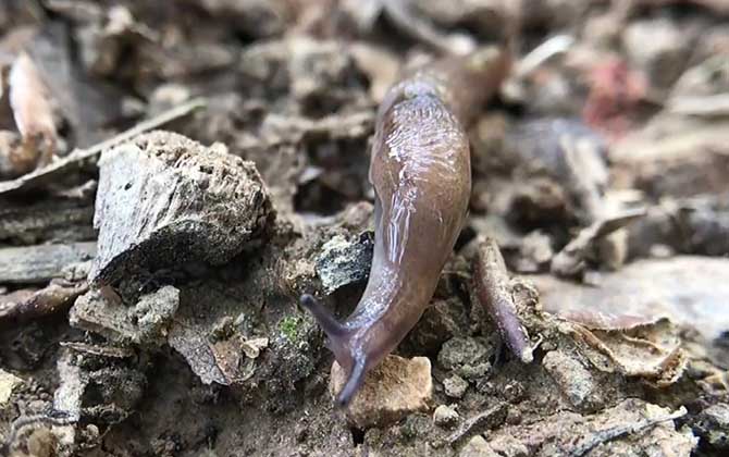 鼻涕虫有毒吗？  第2张