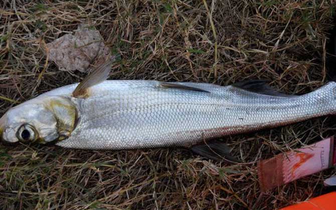 钓翘嘴鱼的最佳时间