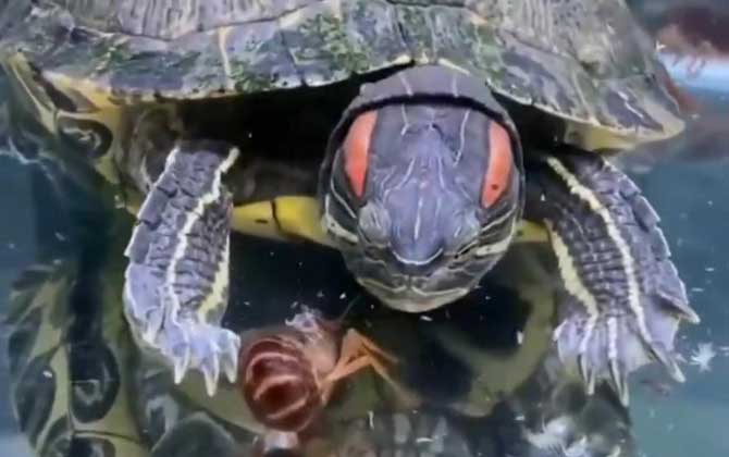 巴西龟寿命一般多少年？