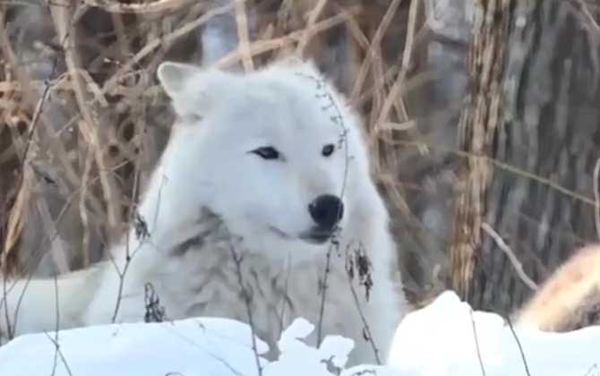 雪狼是什么动物？