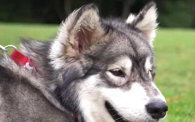 阿拉斯加犬的性格及饲养方法  第3张