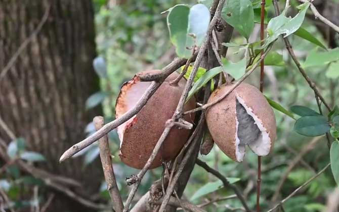 秋老虎是什么意思？  第4张