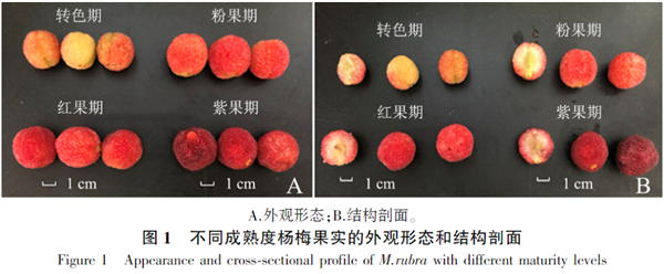 又到了吃虫、不对！吃杨梅的季节了  第3张