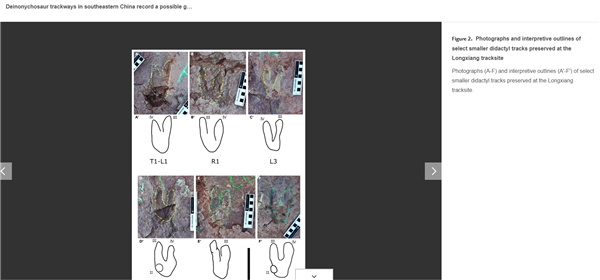 约36.4厘米长！福建发现恐爪龙类足迹 可能为全球最大  第4张