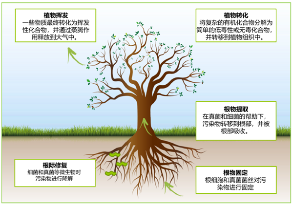 太平洋一座小岛有种神奇的树：割开树皮流出镍含量25%的汁液  第4张