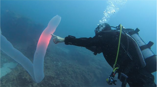 深海拍到神秘生物：远看像8米长口袋蛇 近看密密麻麻一堆虫  第2张