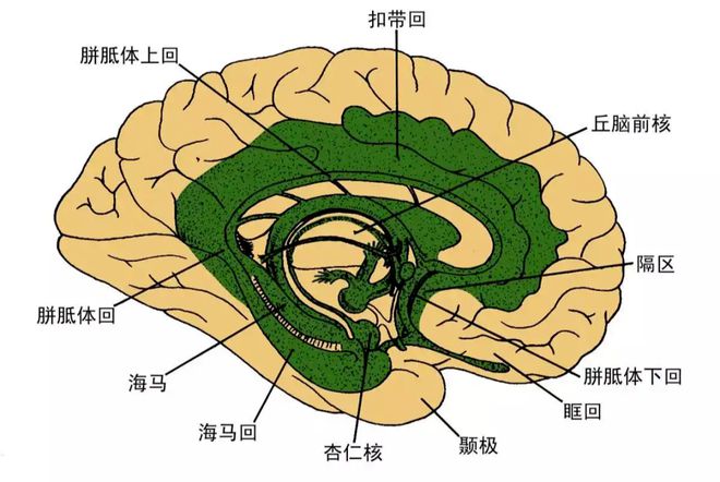 记忆的奇妙秘密：你绝对想不到的事实  第3张