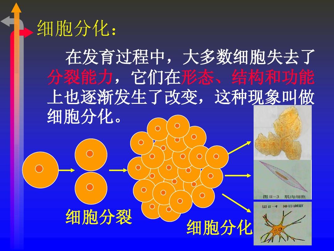 细胞分裂：神奇的生命起点，繁衍的快乐与责任