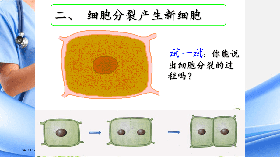 细胞分裂：神奇的生命起点，繁衍的快乐与责任  第5张